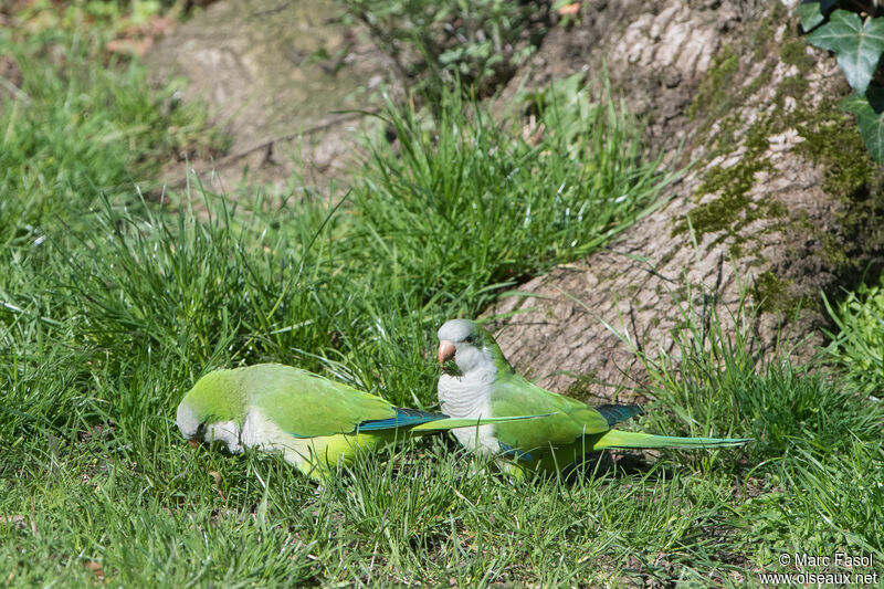 Perriche veuveadulte nuptial, mange