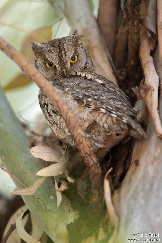 Eurasian Scops Owladult, identification, camouflage