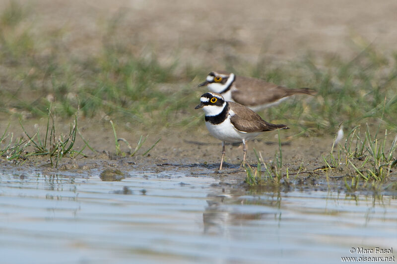 Little Ringed Ploveradult breeding, habitat, pigmentation