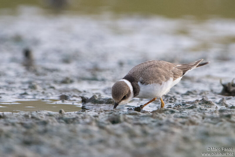 Petit Gravelotjuvénile, identification, pêche/chasse