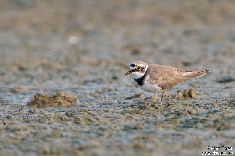 Little Ringed Ploveradult, identification