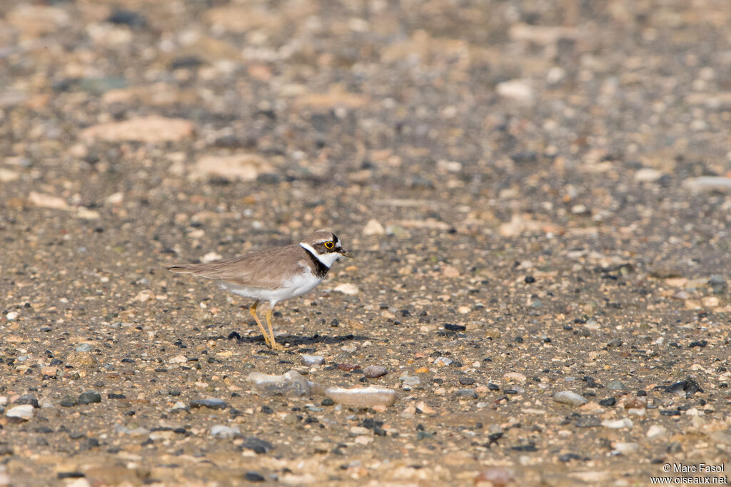 Petit Gravelot - Pluvier petit-gravelotadulte, identification