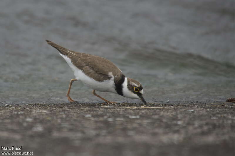 Little Ringed Ploveradult, identification, feeding habits, Behaviour