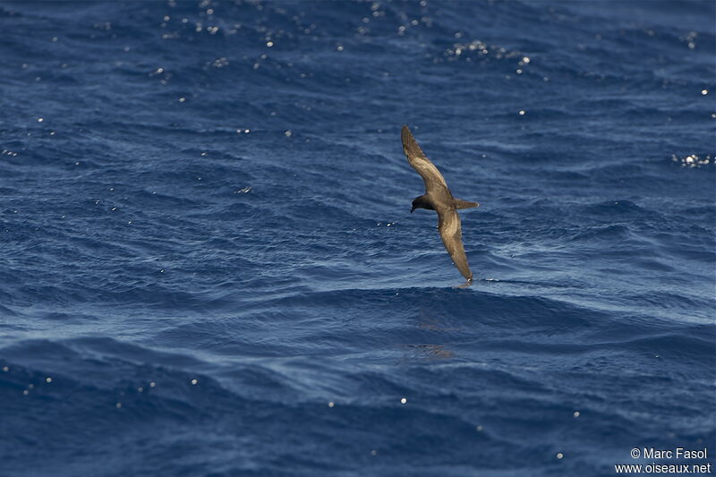 Bulwer's Petreladult, Flight