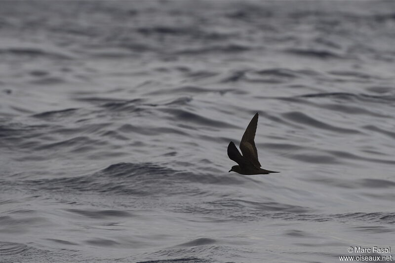 Bulwer's Petreladult, Flight