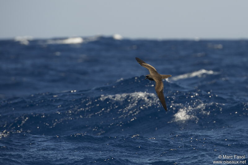 Bulwer's Petreladult, Flight