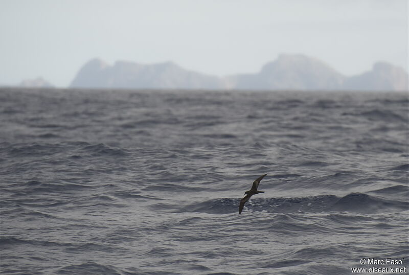 Bulwer's Petreladult, Flight