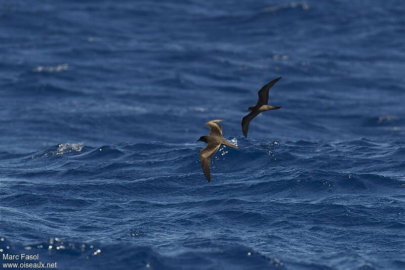 Bulwer's Petreladult breeding, pigmentation, Flight, Behaviour