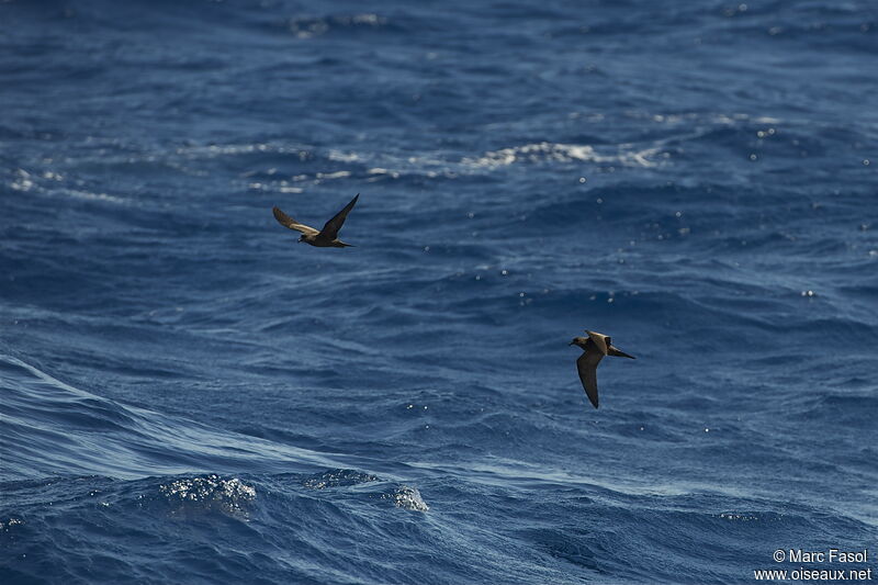 Bulwer's Petreladult breeding, Flight