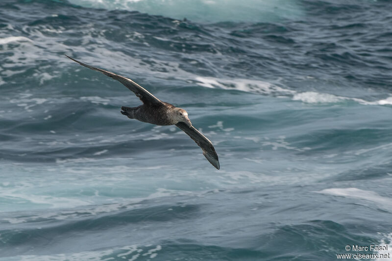 Southern Giant Petreladult, Flight