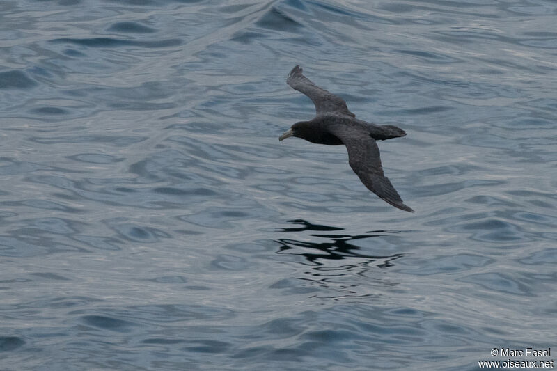 Southern Giant Petrelimmature, Flight