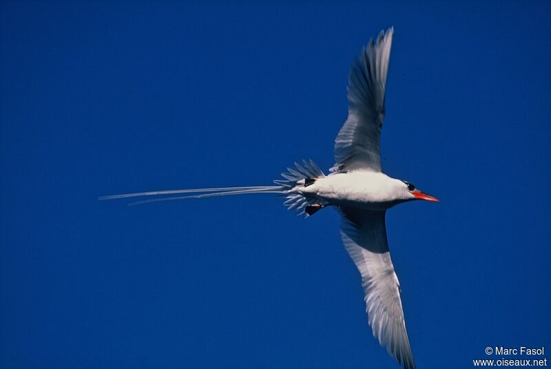 Red-billed Tropicbirdadult breeding, Flight