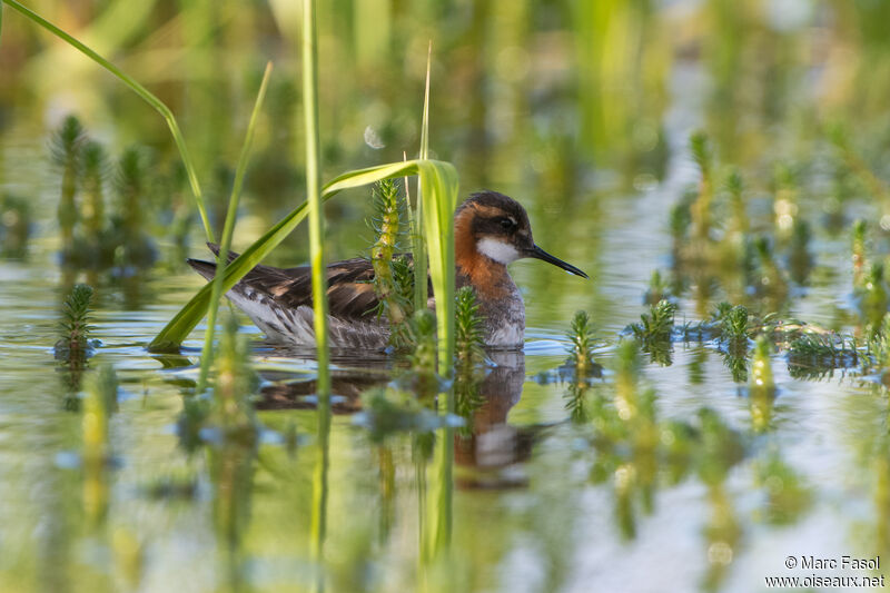 Red-necked Phalarope male, habitat, swimming