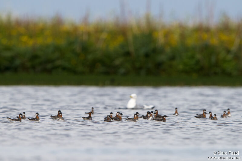 Red-necked Phalarope