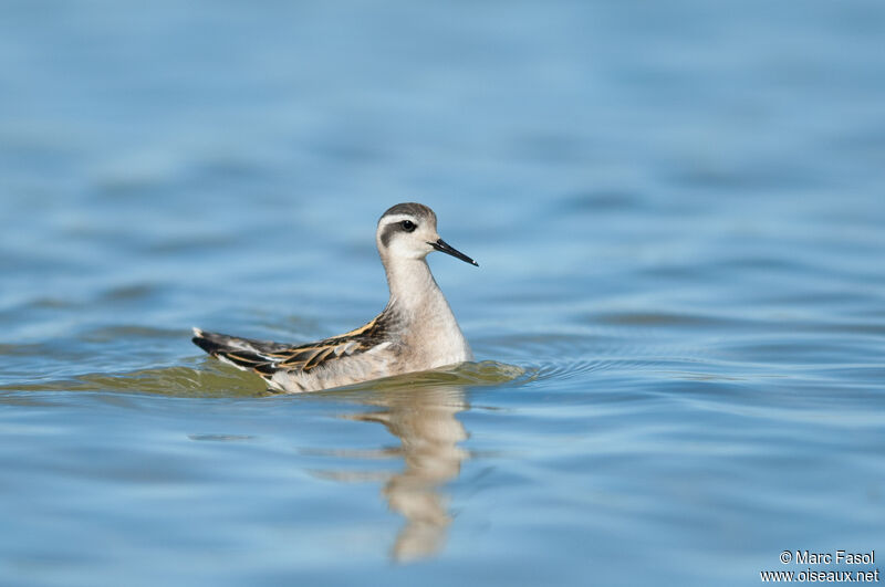 Phalarope à bec étroitjuvénile, identification