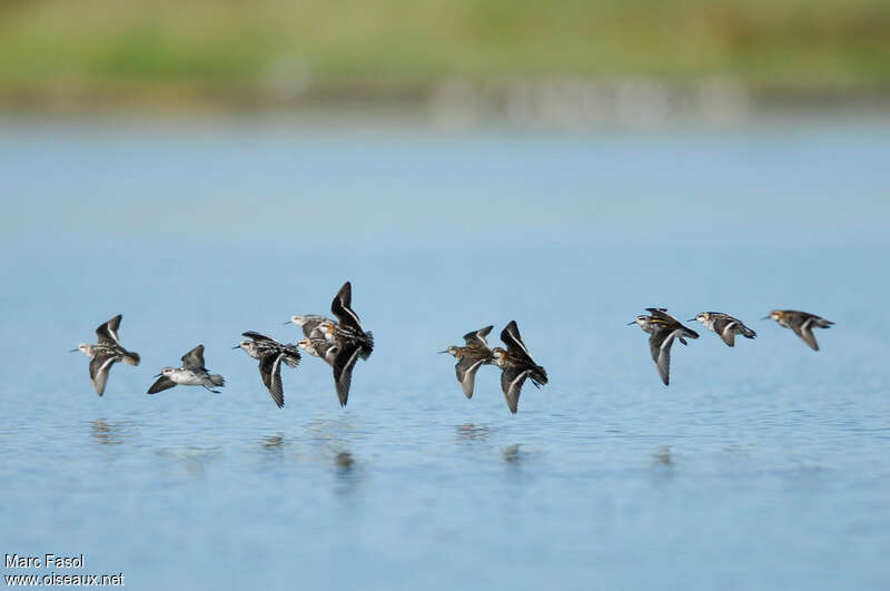 Red-necked Phalarope, Flight