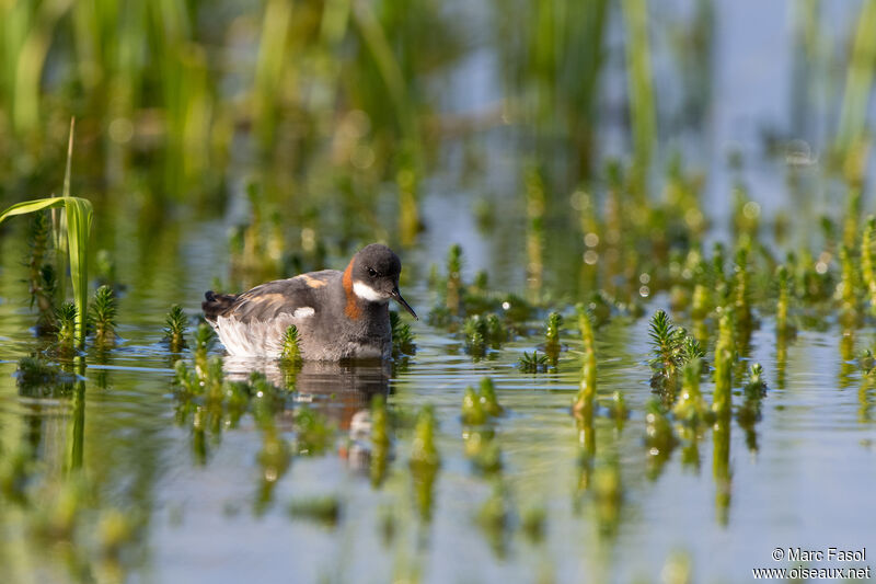 Red-necked Phalarope female adult breeding, identification