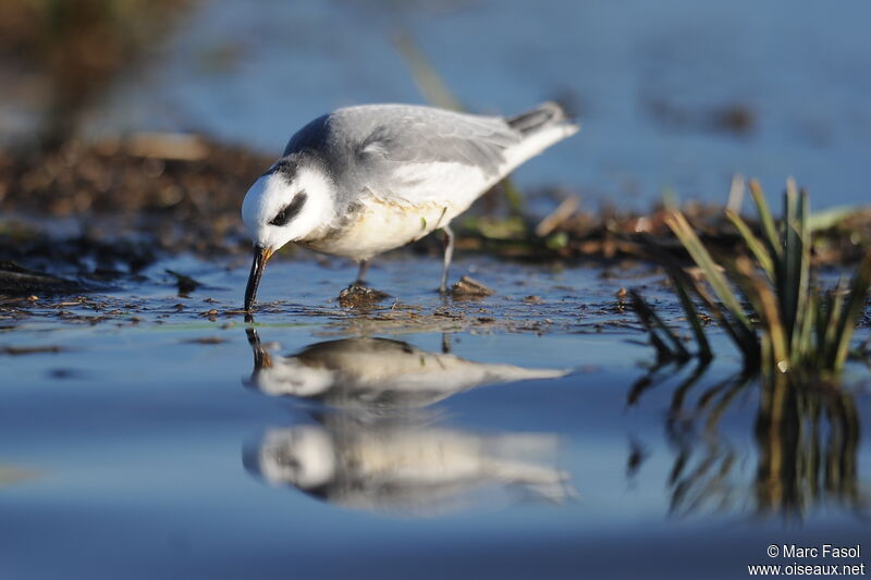 Red Phalaropeadult post breeding, identification, feeding habits