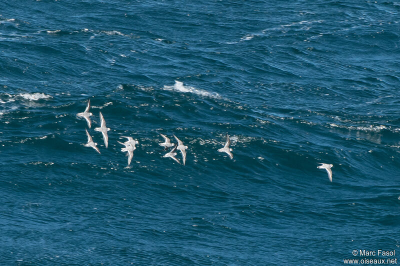 Red Phalarope, Flight