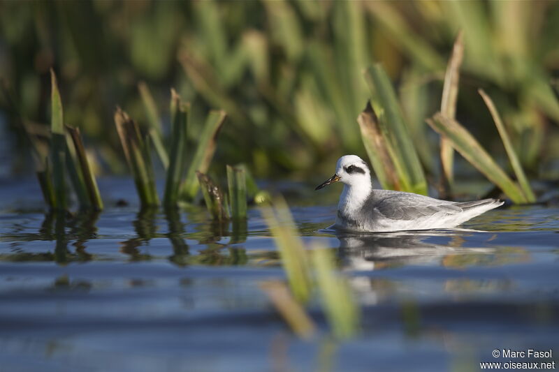 Phalarope à bec largeadulte internuptial, identification