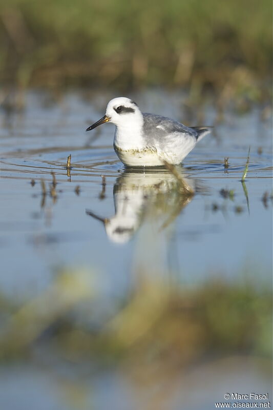 Phalarope à bec largeadulte internuptial, identification, Comportement