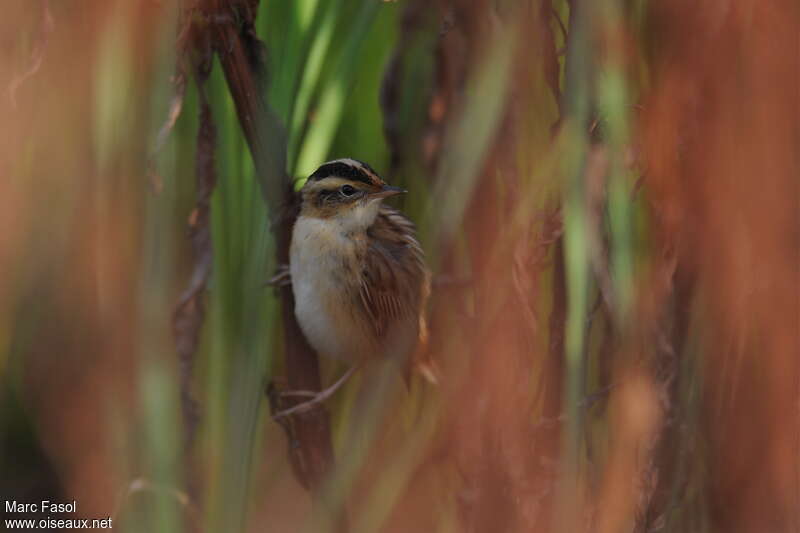 Phragmite aquatiqueadulte, portrait