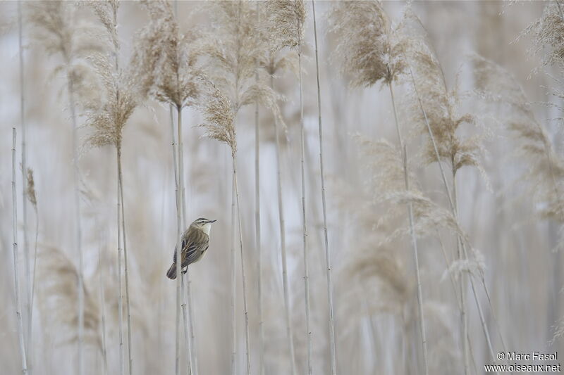 Phragmite des joncsadulte nuptial, Comportement