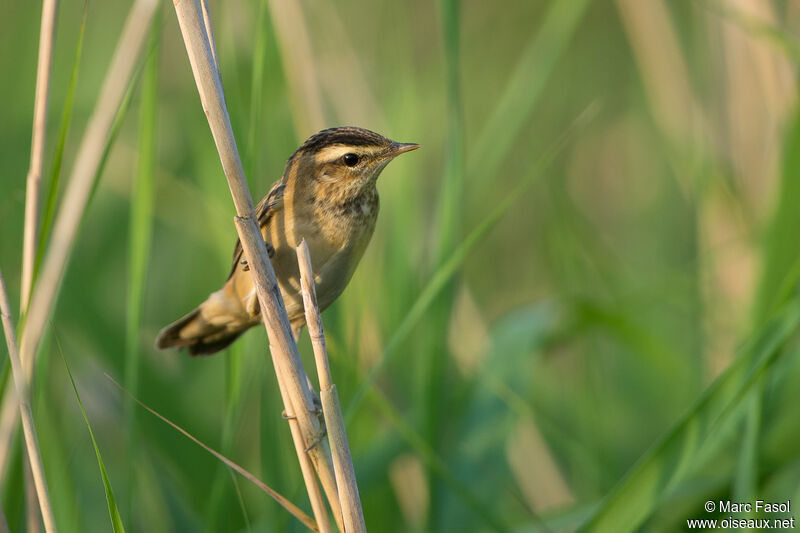 Sedge Warbleradult breeding, identification