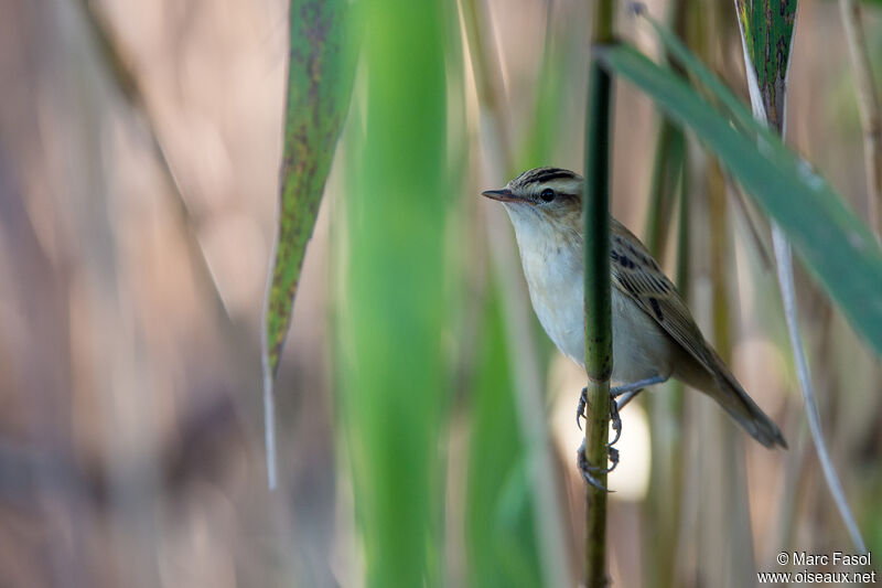 Sedge Warbleradult, identification