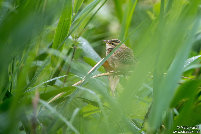 Sedge Warblerjuvenile