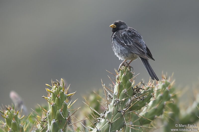 Mourning Sierra Finch male adult, identification