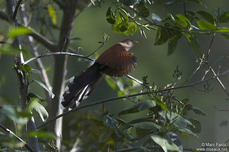 Squirrel Cuckooadult post breeding, Flight