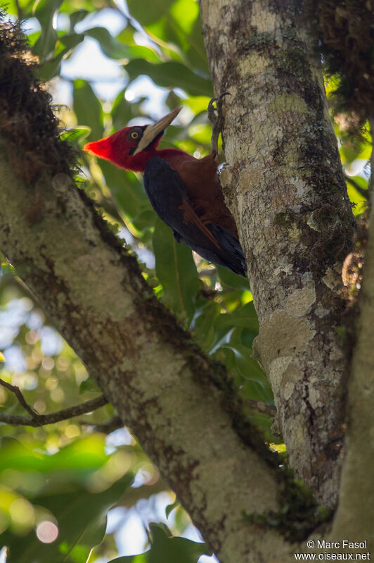 Pic à cou rouge femelle adulte