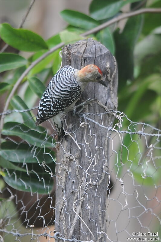 Pic à couronne rouge, identification