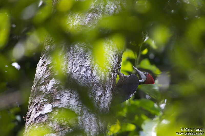 Pic de Malherbe femelle adulte, identification, Comportement