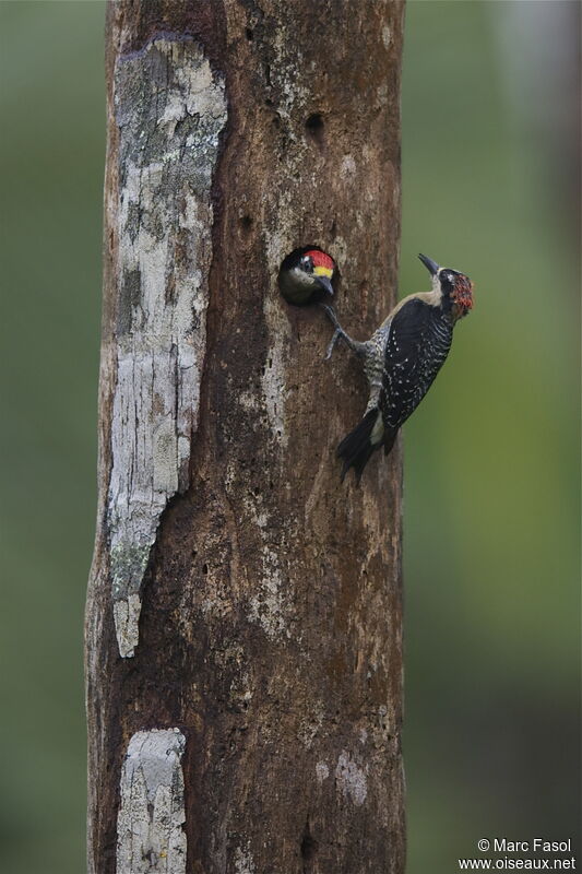 Pic de Pucheran adulte nuptial, identification, Nidification, Comportement