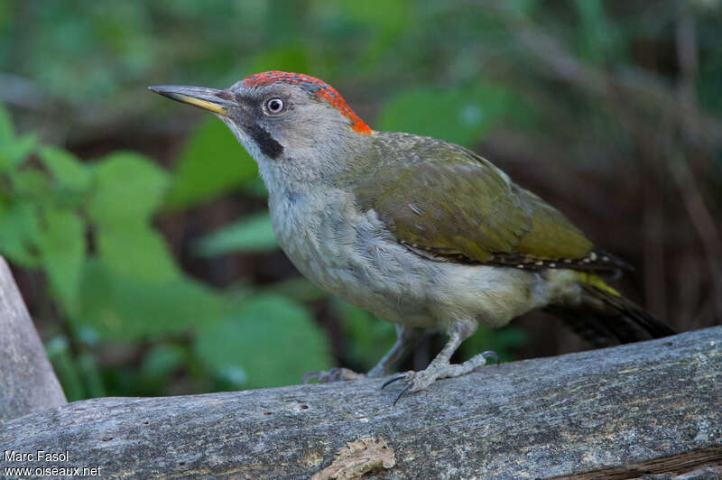 Iberian Green Woodpecker female adult, close-up portrait