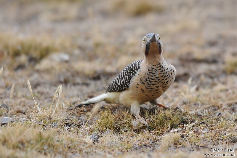 Andean Flicker male, identification, Behaviour