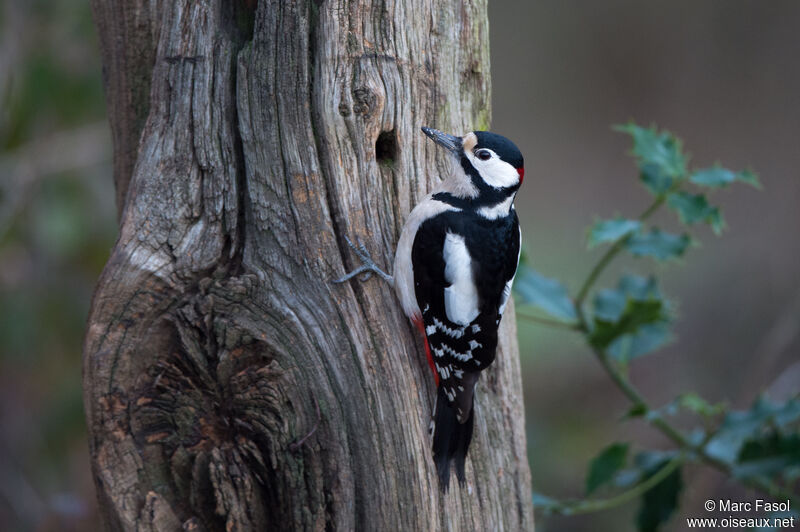 Great Spotted Woodpecker male adult, identification