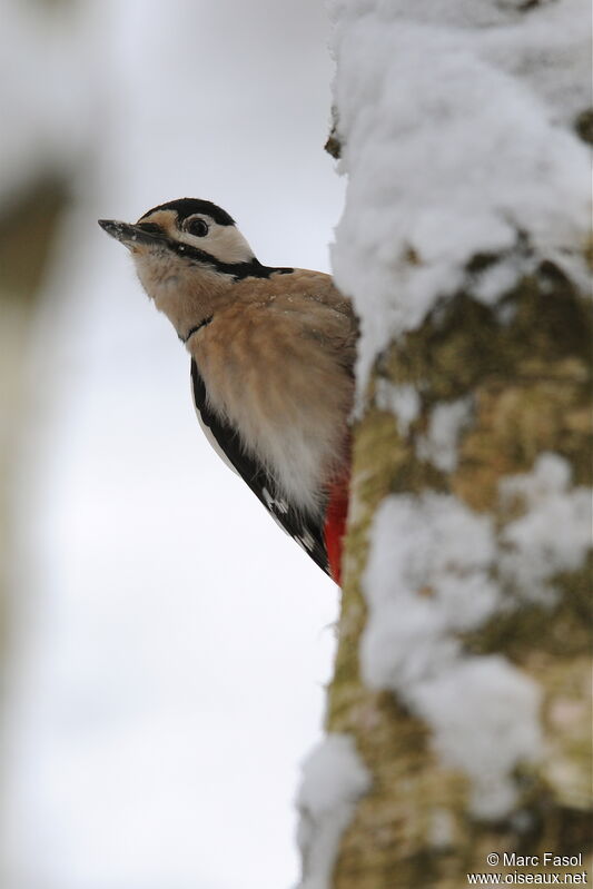 Great Spotted Woodpecker male adult post breeding