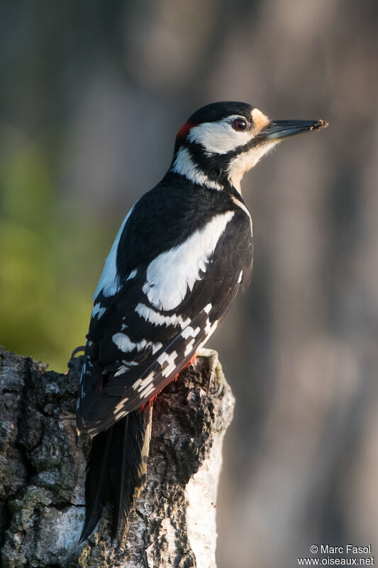 Great Spotted Woodpecker male adult, identification