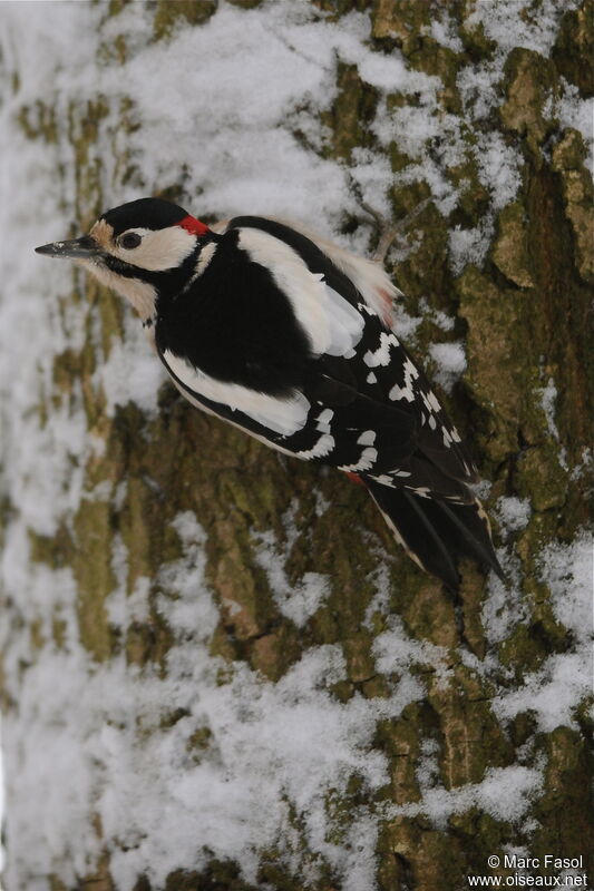 Great Spotted Woodpecker male adult post breeding, Behaviour