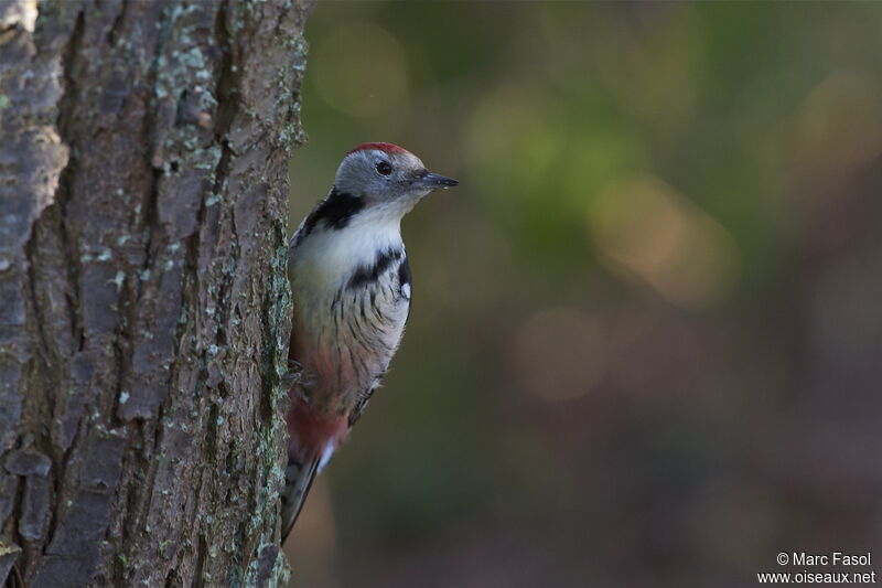 Middle Spotted Woodpecker female adult post breeding, identification