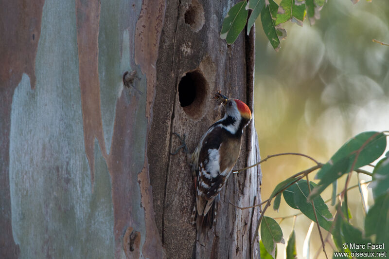 Middle Spotted Woodpeckeradult, Reproduction-nesting