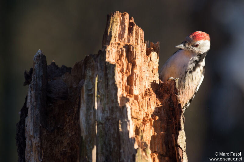 Middle Spotted Woodpecker female adult, identification