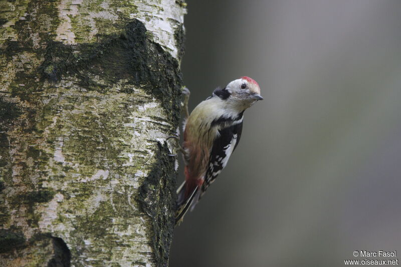 Middle Spotted Woodpecker female adult post breeding, identification, Behaviour