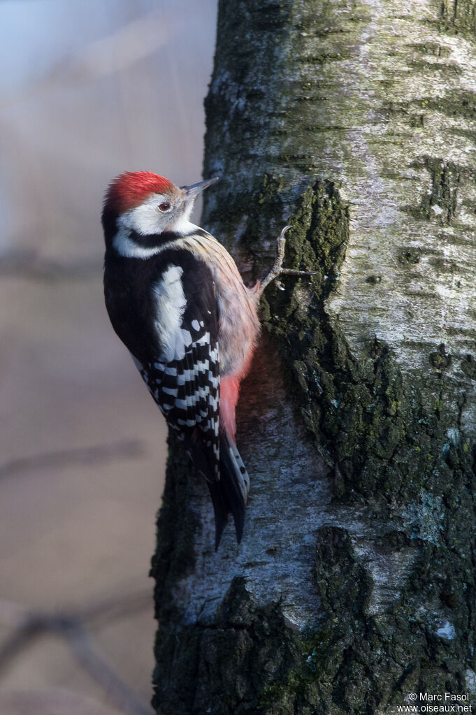 Middle Spotted Woodpecker
