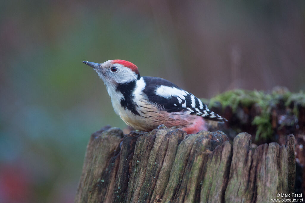 Middle Spotted Woodpecker