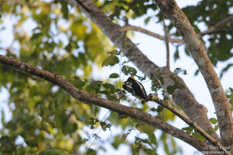 Golden-naped Woodpecker female adult, identification