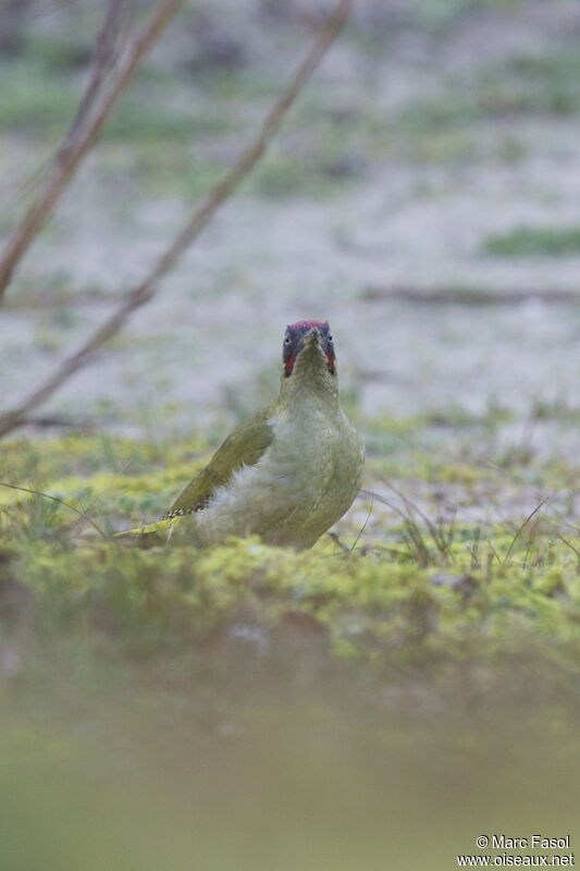 European Green Woodpecker male adult, identification, feeding habits, Behaviour